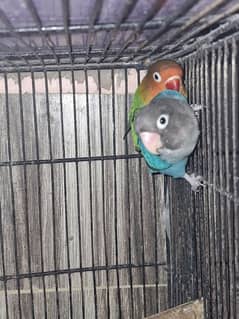 Breeder Fisher love birds