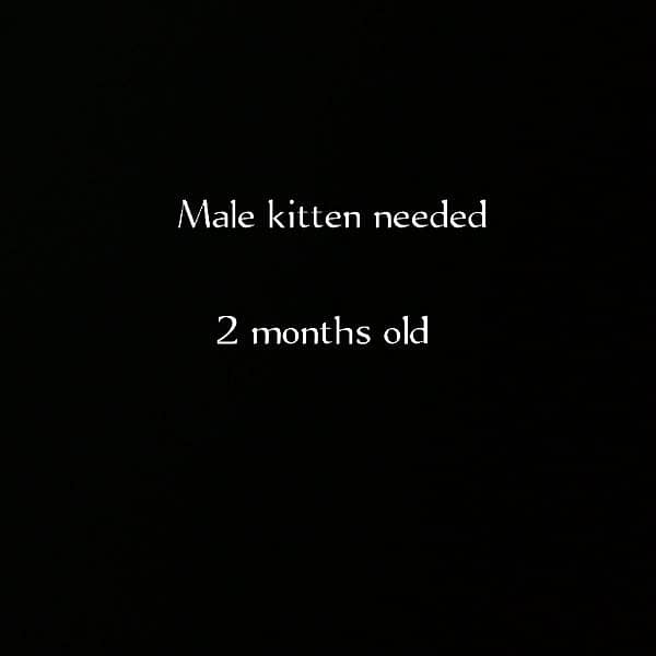 make kitten needed 0