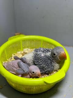 Raw and Blue Ringneck chick