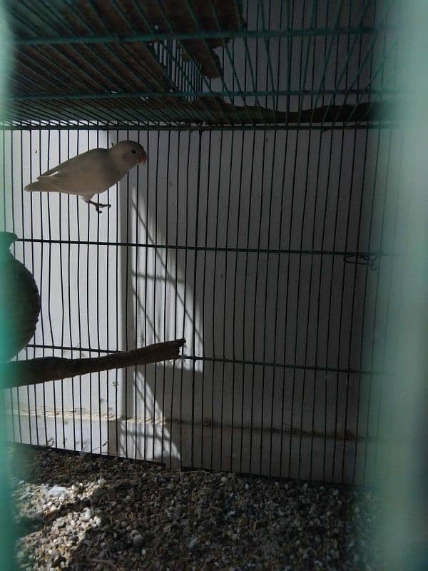 Birds setup for sale 1