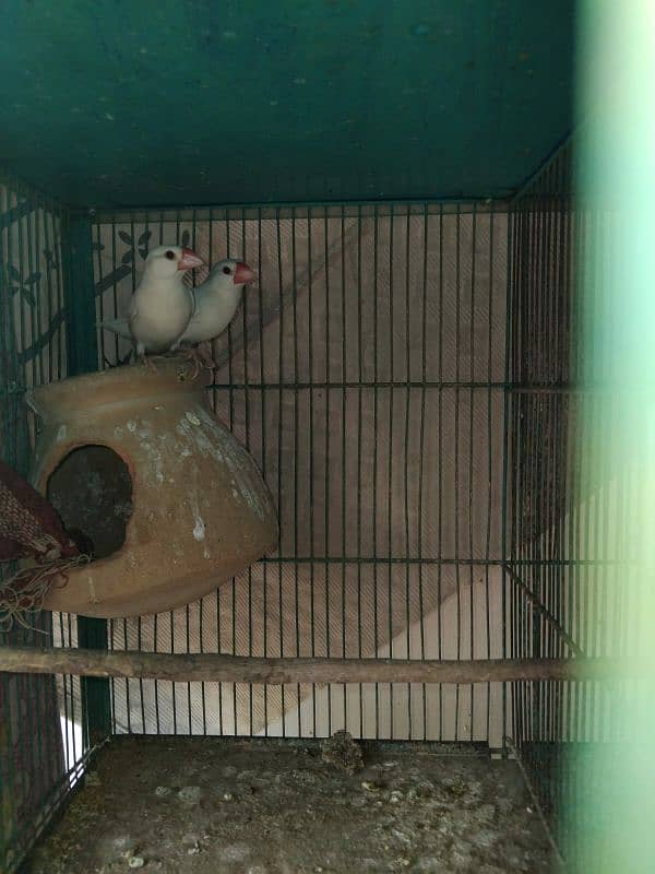 Birds setup for sale 2