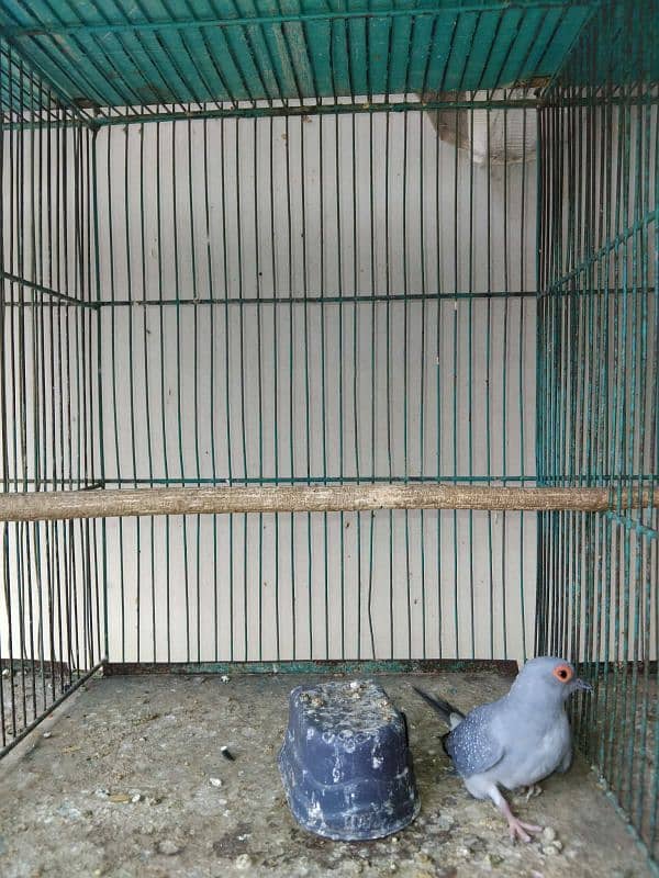 Birds setup for sale 4