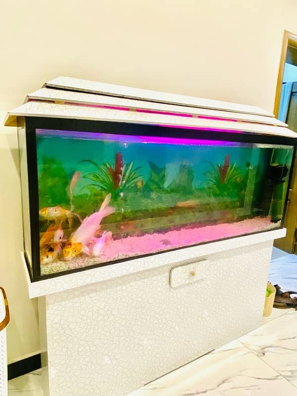 fish aquarium 1