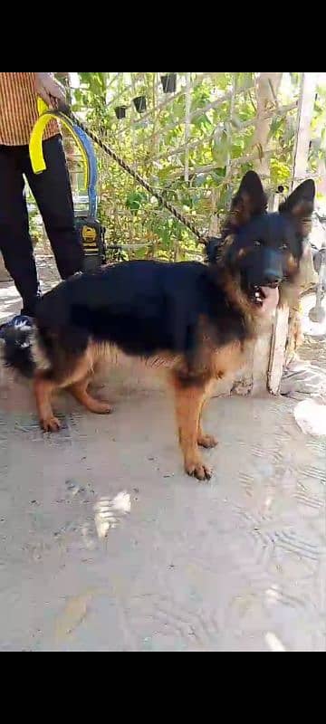 German shepherd 1