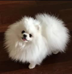 Pomeranian