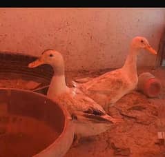 Duck pair available