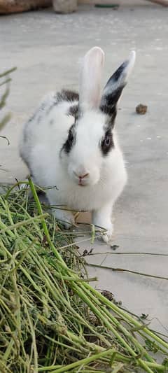 Beautiful and Healthy Rabbit for Sale