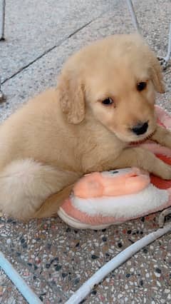 Pedigree Golden Retriever Puppy