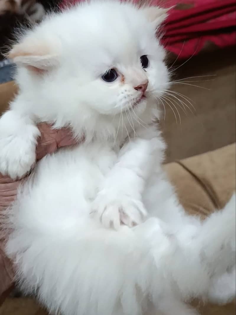 Persian cute kittens 0