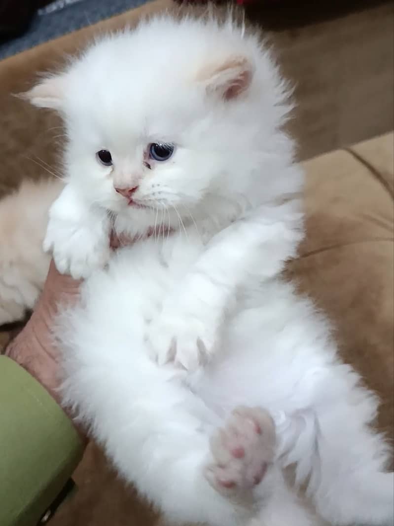 Persian cute kittens 2