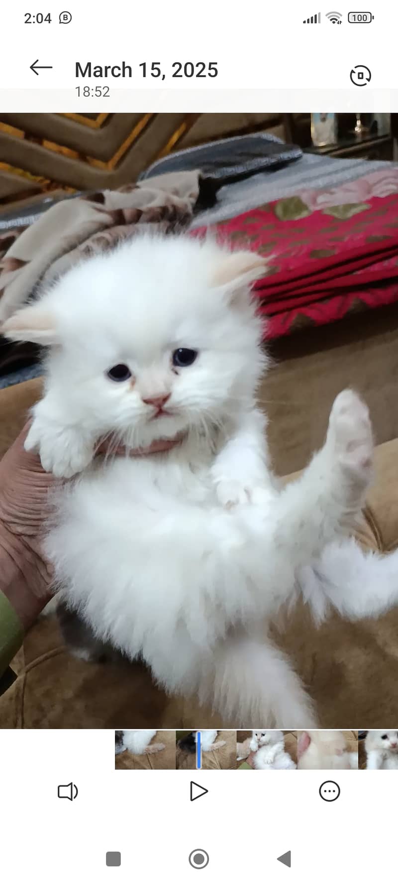 Persian cute kittens 5