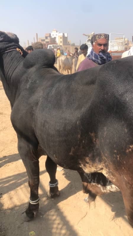 bachry and bachiya for sale 2