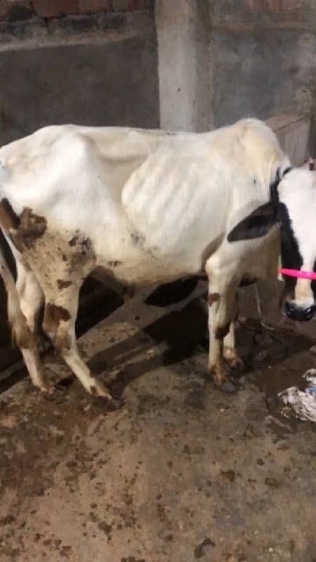 bachry and bachiya for sale 6