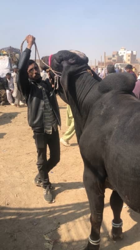 bachry and bachiya for sale 8