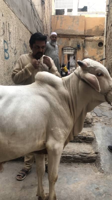 bachry and bachiya for sale 9