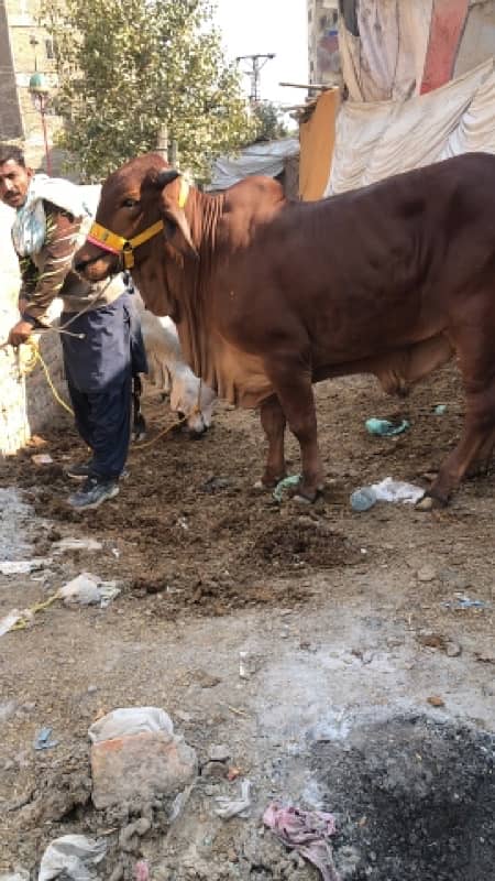 bachry and bachiya for sale 11
