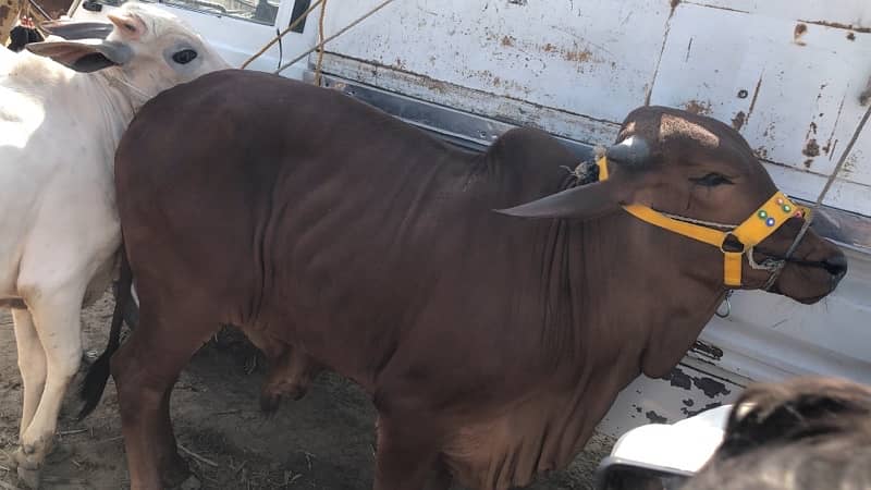bachry and bachiya for sale 12