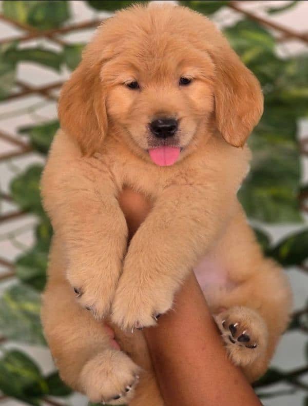 golden retriever puppy for sale 0