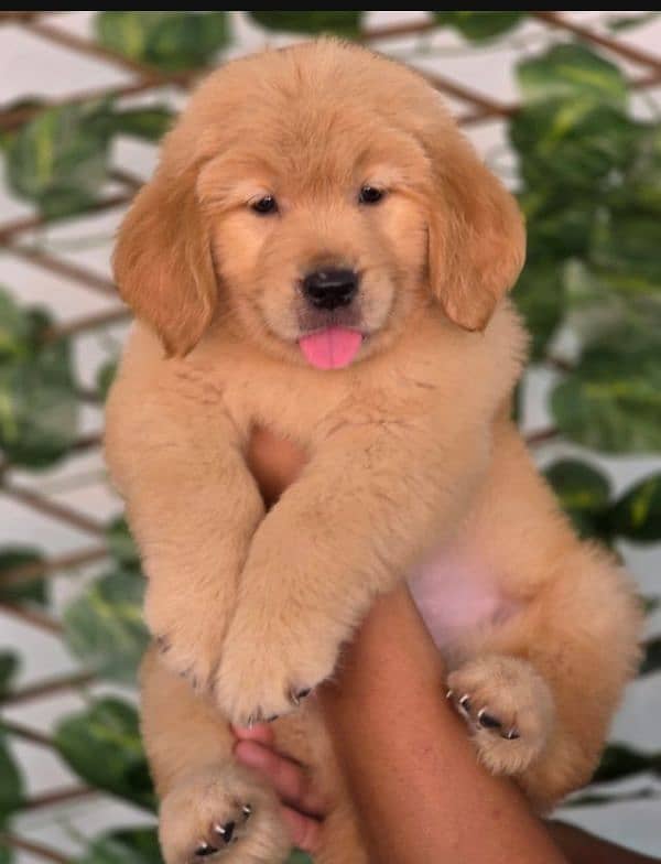 golden retriever puppy for sale 1