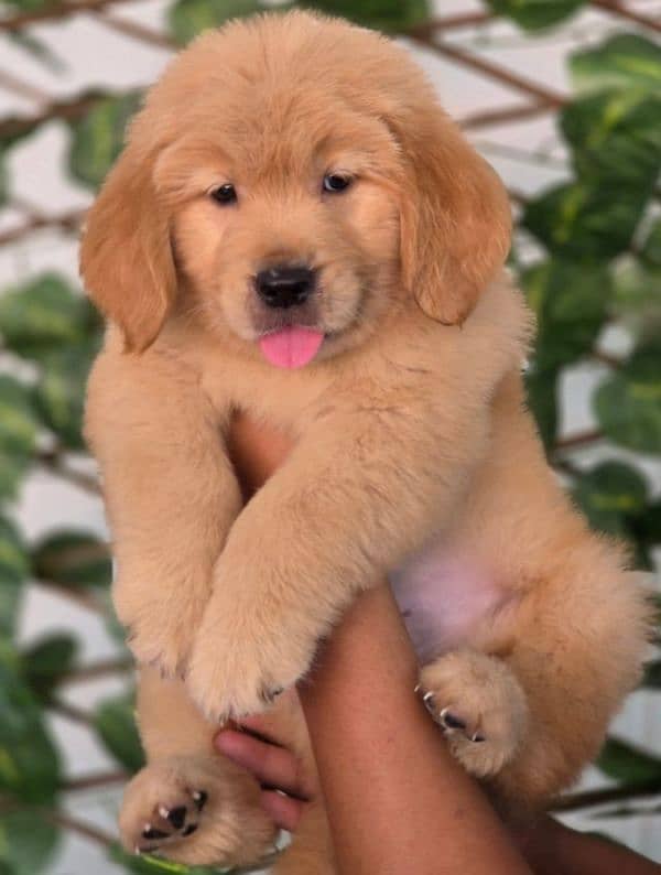 golden retriever puppy for sale 2
