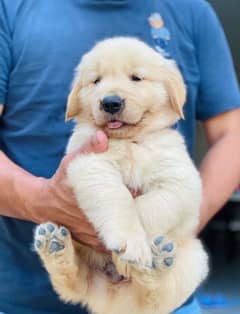 golden retriever puppy for sale