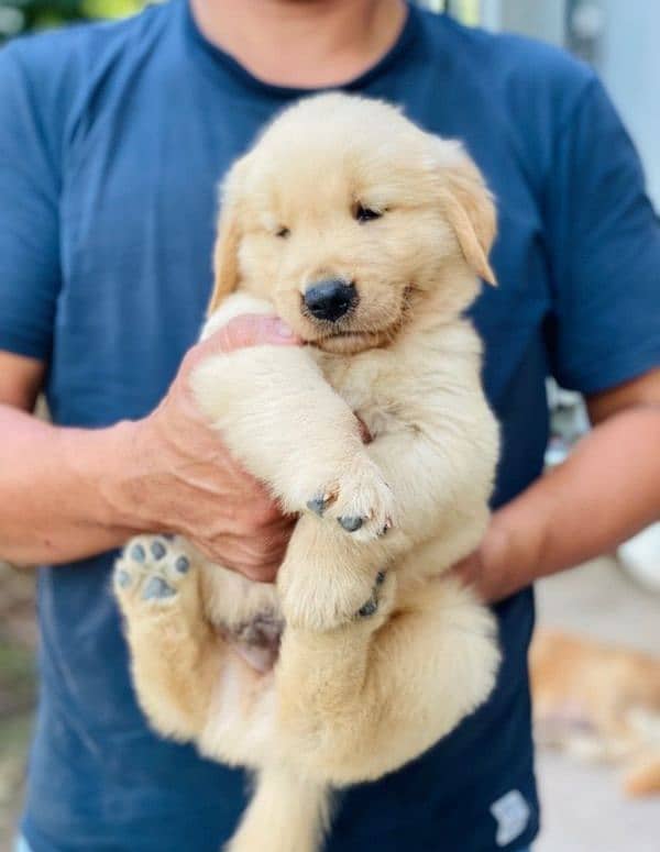 golden retriever puppy for sale 1