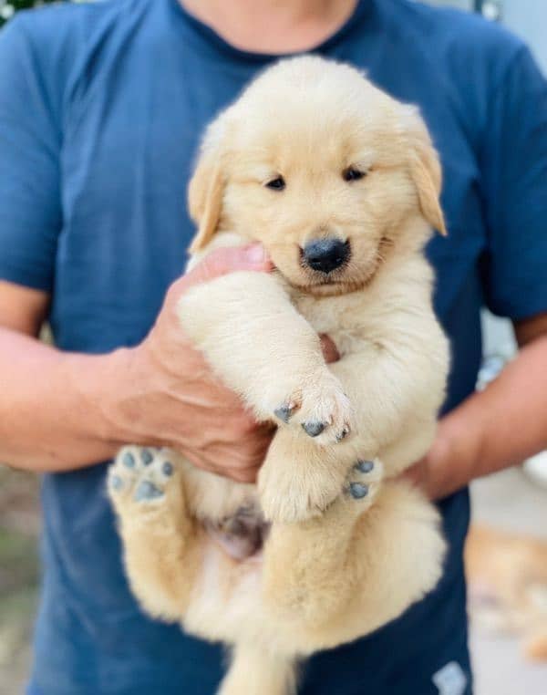 golden retriever puppy for sale 2