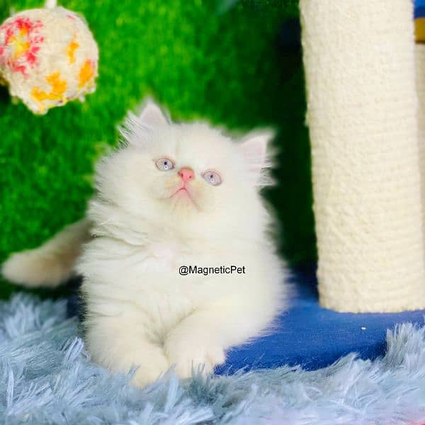 blue eyes white Persian kitten|Triple long coat |punch Face|cat babies 6