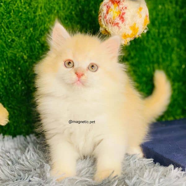 blue eyes white Persian kitten|Triple long coat |punch Face|cat babies 18
