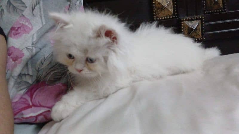 Persian kittens 0