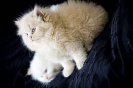 High quality Persian kitten peke bloodline