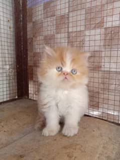 Cat/ Persian/ kittens/ Punch face/ triple coated,/ Blue Eyes/ Baby/