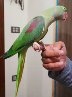 Red shoulder kashmiri Parrot female for sale in lahore