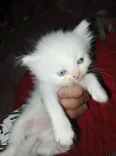 Cute Kitten 1 month age