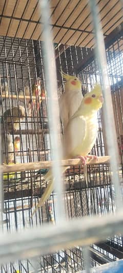 cocktail pair healthy and active pair for sale urgent