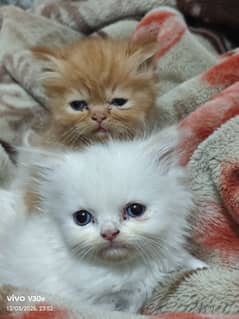 Persian kittens