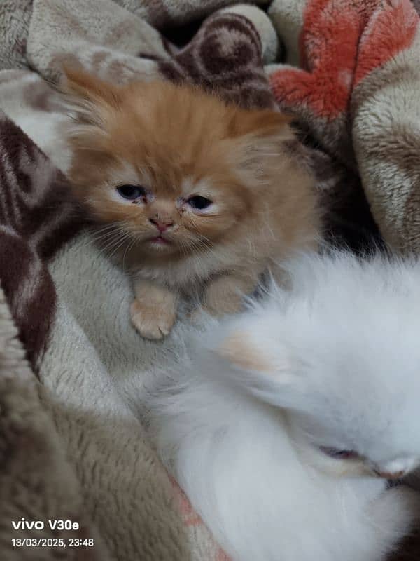 Persian kittens 2