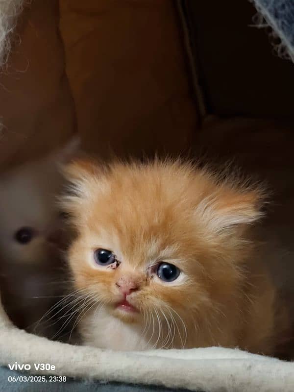 Persian kittens 3