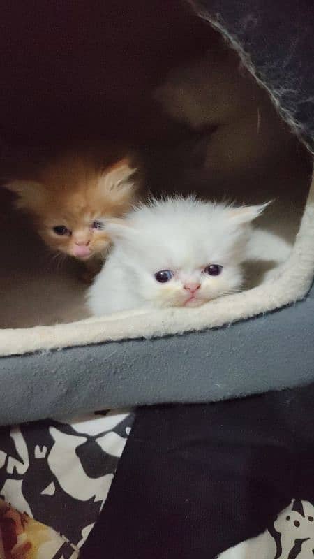 Persian kittens 4