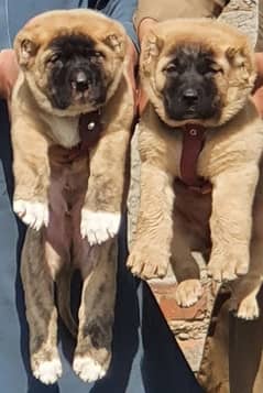 king kurdish kangal security  dog  male female all Pakistan