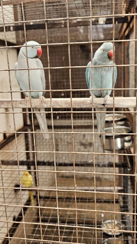 blue breeder pair 1