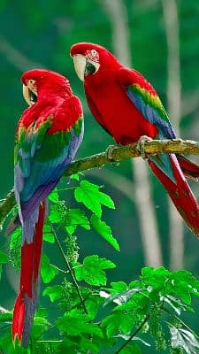 Sarfraz