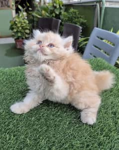 Persian Tripple coated Male kitten/cat