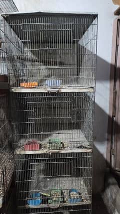 African Grey trolly available