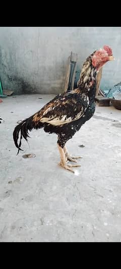 aseel chiks for sale 03072784005 whatsaap py rabita kryn