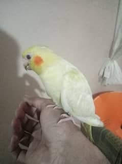 coctail hand tame budgie