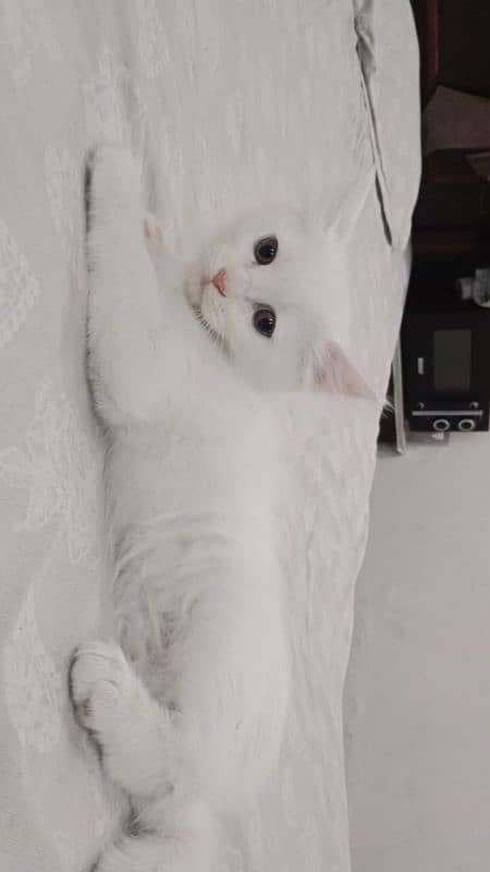 Persian cat 1