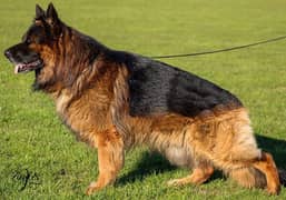 German shepherd