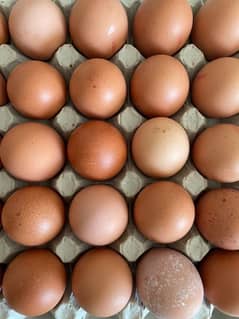 lohmann brown fertile egg available