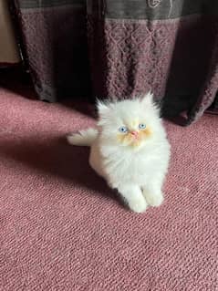 Cat/ Persian/ kittens/ Punch face/ triple coated;/ Blue Eyes/ Baby/